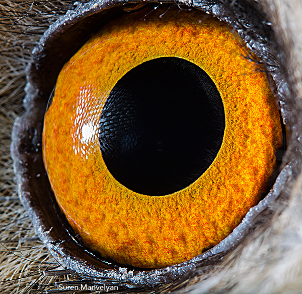 Stunning Macro Photographs of Animal Eyes macroeye5