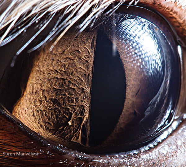 Stunning Macro Photographs of Animal Eyes macroeye6