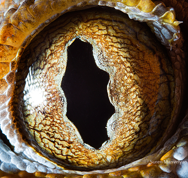 Stunning Macro Photographs of Animal Eyes macroeye7