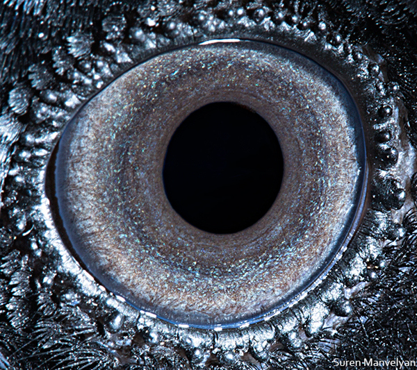 Stunning Macro Photographs of Animal Eyes macroeye8