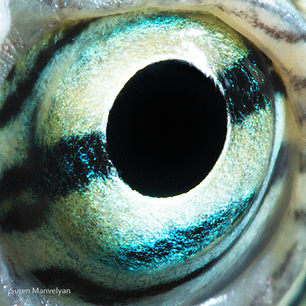 Stunning Macro Photographs of Animal Eyes macroeye9