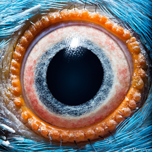 Stunning Macro Photographs of Animal Eyes macroeye13