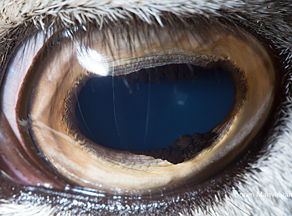 Stunning Macro Photographs of Animal Eyes macroeye14