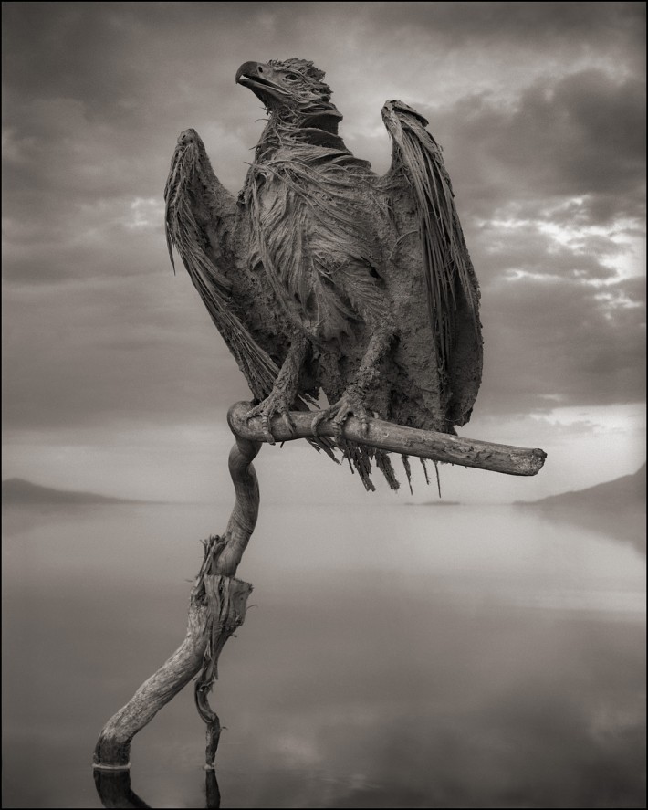 Fstoppers Nick Brandt Calcified Fish Eagle 710x887 Nick Brandt Captures the Beauty in These Deceased, Calcified Animals