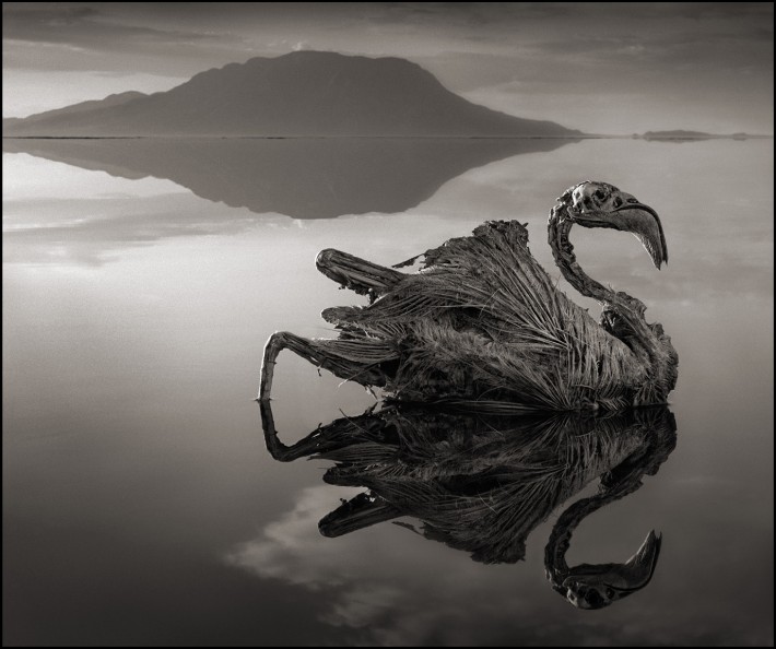 Fstoppers Nick Brandt Calcified Flamingo 710x594 Nick Brandt Captures the Beauty in These Deceased, Calcified Animals