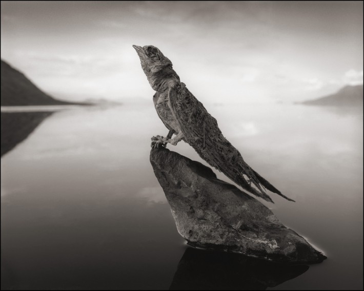 Fstoppers Nick Brandt Calcified Swallow 0.95 710x568 Nick Brandt Captures the Beauty in These Deceased, Calcified Animals