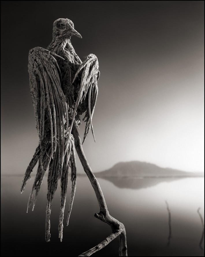 Fstoppers Nick Brandt Calcified Dove 710x888 Nick Brandt Captures the Beauty in These Deceased, Calcified Animals