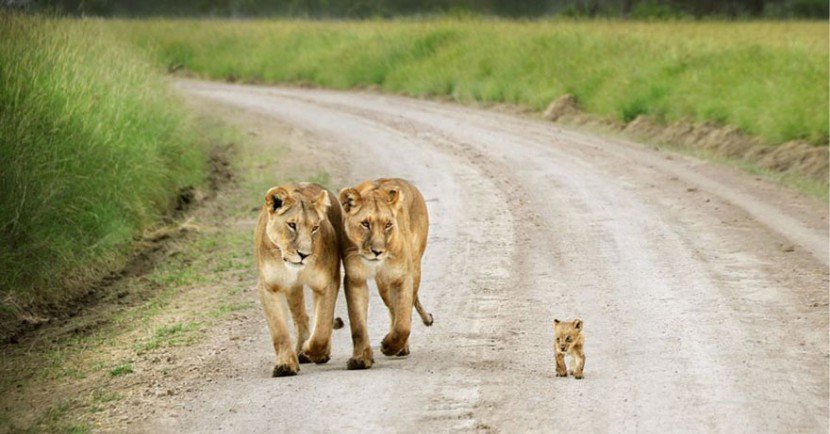 The Cutest Animal Parenting Moments 3