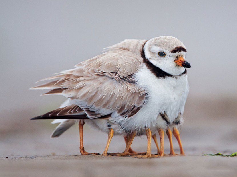 The Cutest Animal Parenting Moments 11