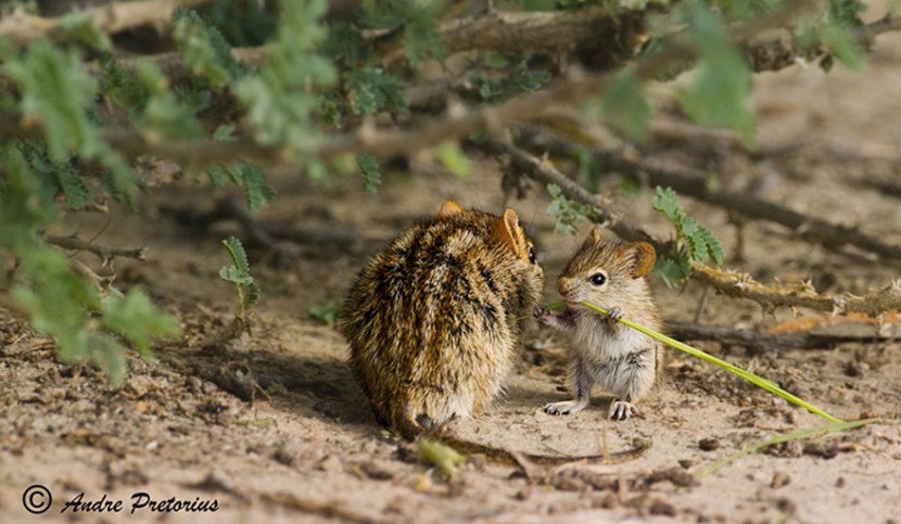 The Cutest Animal Parenting Moments 20